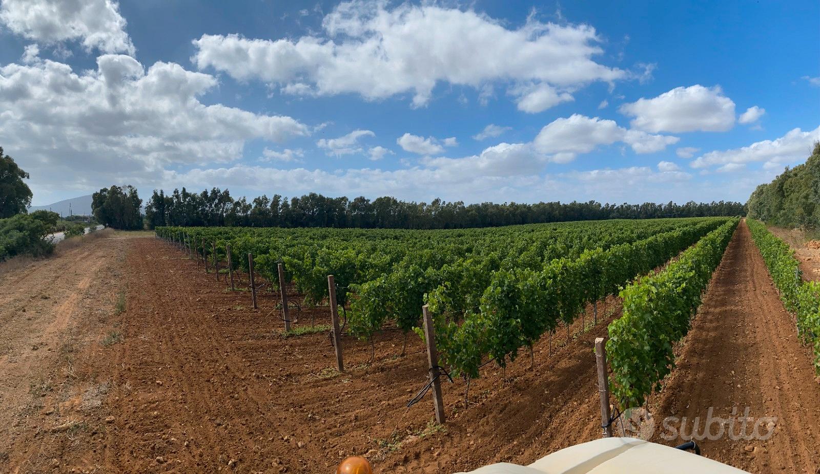 Terreno agricolo ad Alghero - Vista 2
