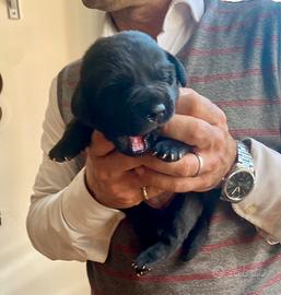 Cuccioli Labrador retriver