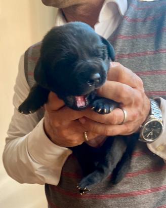 Cuccioli Labrador retriver