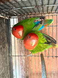 Coppia di Agapornis Roseicollis