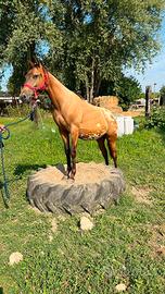 Puledro Appaloosa
