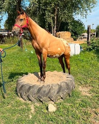 Puledro Appaloosa