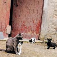 Gattini appena svezzati