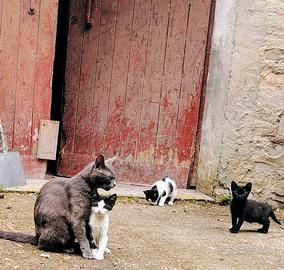 Gattini appena svezzati