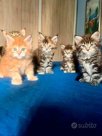 Splendidi Maine coon natinil 22 luglio