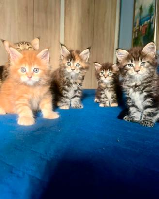 Splendidi Maine coon natinil 22 luglio
