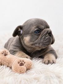 Cuccioli di Esotic Bulldog Francese 