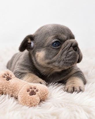 Cuccioli di Esotic Bulldog Francese 