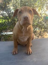 Cuccioli Pitbull pedigree
