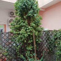 Ficus benjamin