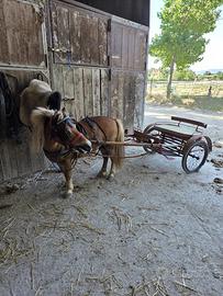 Cavallo pony