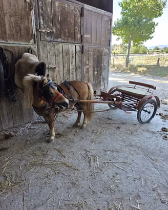 Cavallo pony