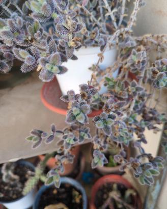 Delosperma