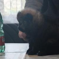 Spitz volpino Pomerania