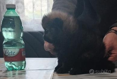 Spitz volpino Pomerania