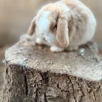 Coniglietti minilop e nanetti