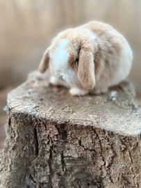 Coniglietti minilop e nanetti