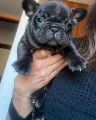 Bulldog francese