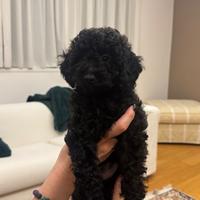 Cuccioli di barboncino nano