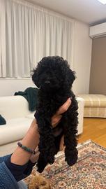 Cuccioli di barboncino nano