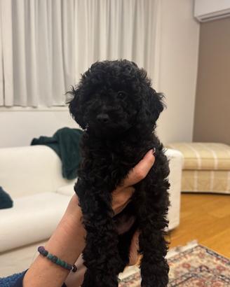 Cuccioli di barboncino nano