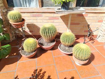 Echinocactus grusonii (Cuscino della suocera) adul