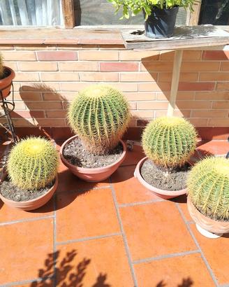 Echinocactus grusonii (Cuscino della suocera) adul