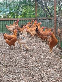 galline e galline