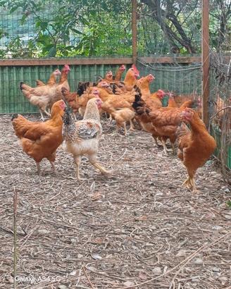 galline e galline