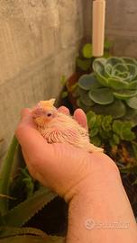 Calopsite pullo da imbecco giallo