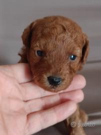 barboncina con pedigree ENCI 