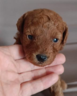 barboncina con pedigree ENCI 