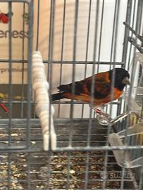 Cardinalino ancestrale