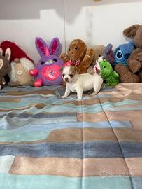 Chihuhua mini toy