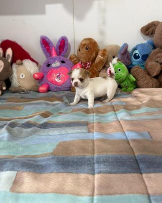 Chihuhua mini toy