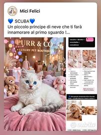 Persoano chincillà x ragamuffin
