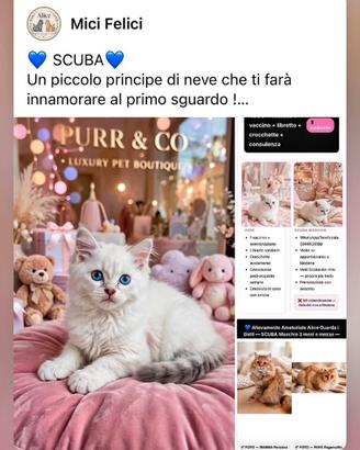 Persiano chincillà x ragamuffin