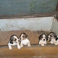 Cuccioli di beagle