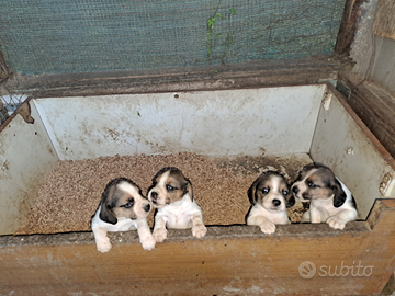 Cuccioli di beagle