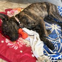 Cane tigrato maschio dolce vaccinato dolce casa