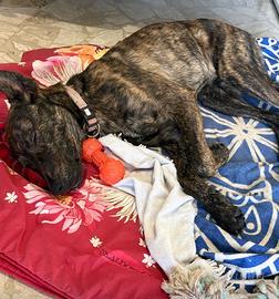 Cane tigrato maschio dolce vaccinato dolce casa
