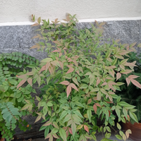 Pianta nandina domestica , h 70 cm