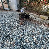 Cucciolo pastore tedesco