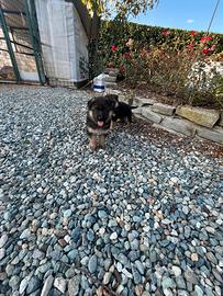 Cucciolo pastore tedesco