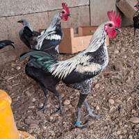 Combattente inglese moderno nano