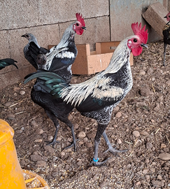 Combattente inglese moderno nano