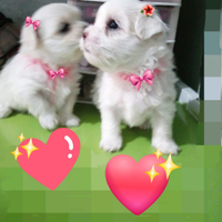 Maltese coreano mini toy