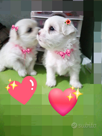 Maltese coreano mini toy