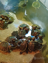 Tartarughe d'acqua baby