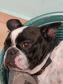 Bulldog francese